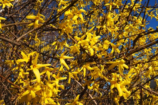 Forsythia is a genus of shrubs and small trees of the Olive family. Numerous yellow flowers on branches and shoots. Class Dicotyledonous Order Lamiaceae Olive family Genus Forsythia.