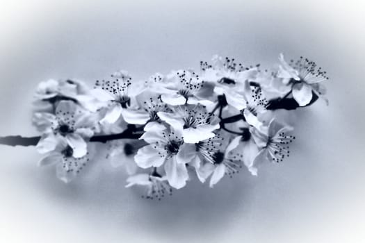 Bird cherry, cherry or sweet cherry flowers on a white background. Spring flowers on a plain white sheet of paper. One branch with many flowers. Monochrome black and white photo with white vignette.