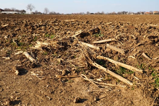 Arable field ready for spring agricultural work. Plowed black earth. Cornmeal on the ground. Fertile soil for planting. Fertilizers are the key to a good harvest. Agricultural work.