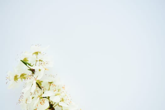 Bird cherry, cherry or sweet cherry flowers on a white background. Copy space for text. Spring flowers on a plain white sheet of paper. One branch with flowers at the bottom left
