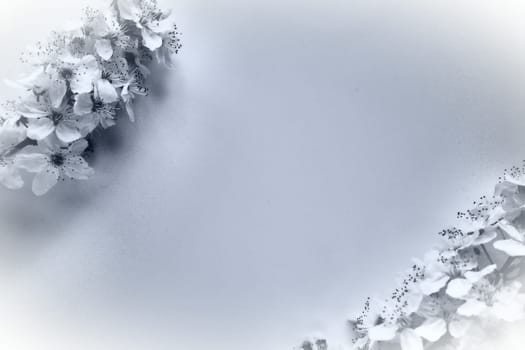 Bird cherry, cherry or sweet cherry flowers and copy space in the middle. Spring flowers and abstract background. Two branches with many flowers. Monochrome black and white photo. Postcard for text.