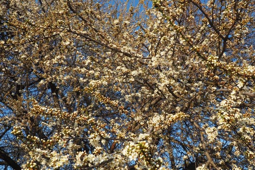 Blossoming of cherries, sweet cherries and bird cherry. Numerous beautiful fragrant white flowers on the tree. Spring white flowers are collected in long thick drooping brushes.