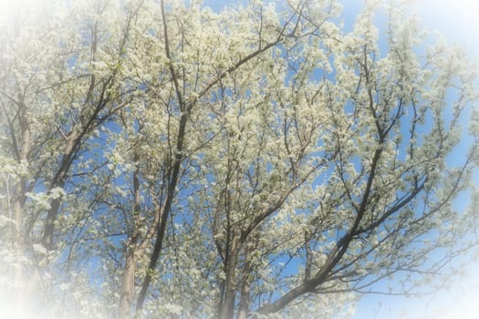 Blossoming of cherries, sweet cherries and bird cherry. Numerous beautiful fragrant white flowers on the tree. Spring flowers are collected in drooping brushes. Blurred foggy focus. White vignetting