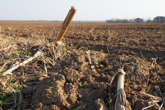 Arable field ready for spring agricultural work. Plowed black earth. Cornmeal on the ground. Fertile soil for planting. Fertilizers are the key to a good harvest. Agricultural work.