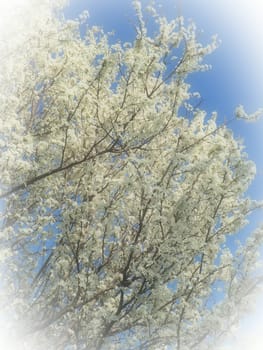 Blossoming of cherries, sweet cherries and bird cherry. Numerous beautiful fragrant white flowers on the tree. Spring flowers are collected in drooping brushes. Blurred foggy focus. White vignetting