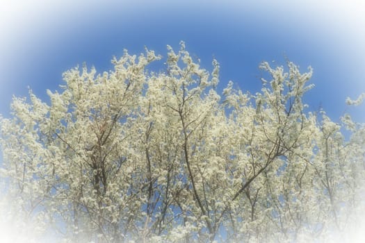Blossoming of cherries, sweet cherries and bird cherry. Numerous beautiful fragrant white flowers on the tree. Spring flowers are collected in drooping brushes. Blurred foggy focus. White vignetting