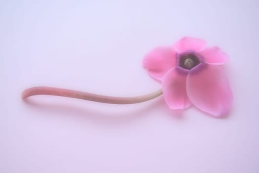 Cyclamen flower side view on pink purple background with blurred tender focus. One flower with five petals, Stem without leaves. Copy space. Foggy effect. Beautiful exquisite cyclamen flower postcard