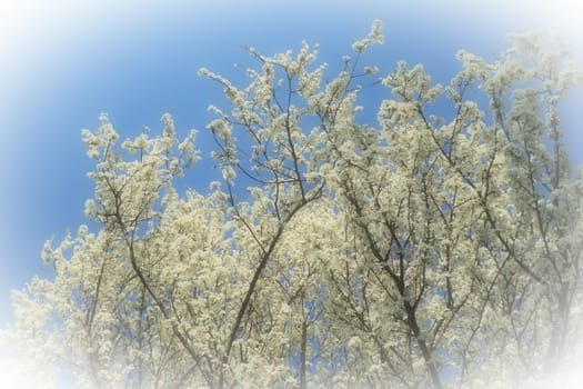 Blossoming of cherries, sweet cherries and bird cherry. Numerous beautiful fragrant white flowers on the tree. Spring flowers are collected in drooping brushes. Blurred foggy focus. White vignetting