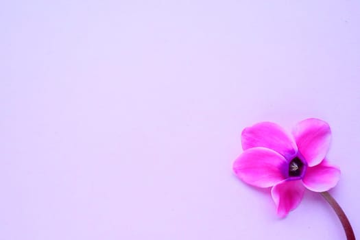Cyclamen flower side view on pink purple background with blurred tender focus. One flower with five petals, Stem without leaves. Copy space. Foggy effect. Beautiful exquisite cyclamen flower postcard