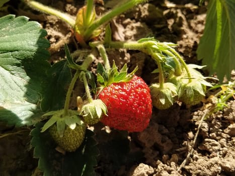 A bush of fresh red strawberries. Close up. Growing strawberries in a garden or farm. Natural product. The concept of healthy diet food. Protection of crops from pests