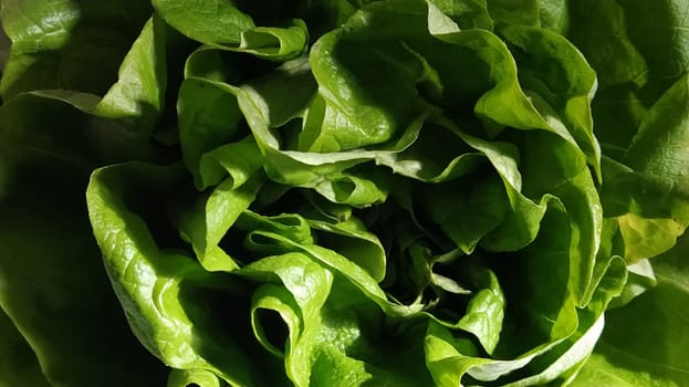 Lettuce in the sink. Green leaves are lit by the morning sun. Diet product for weight loss and proper nutrition. Vitamins and minerals. Plant for human consumption.