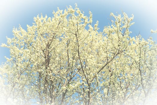 Blossoming of cherries, sweet cherries and bird cherry. Numerous beautiful fragrant white flowers on the tree. Spring flowers are collected in drooping brushes. Blurred foggy focus. White vignetting