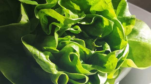 Lettuce in the sink. Green leaves are lit by the morning sun. Diet product for weight loss and proper nutrition. Vitamins and minerals. Plant for human consumption.