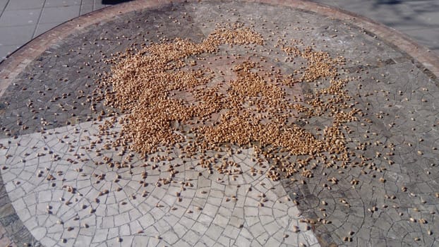 Wheat seeds scattered on a stone table. The stone is of different colors, white-gray. Someone threw bird food on a horizontal surface.
