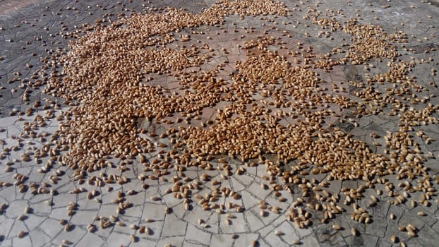 Wheat seeds scattered on a stone table. The stone is of different colors, white-gray. Someone threw bird food on a horizontal surface.
