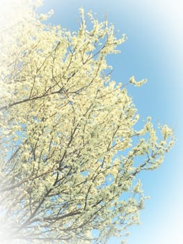 Blossoming of cherries, sweet cherries and bird cherry. Numerous beautiful fragrant white flowers on the tree. Spring flowers are collected in drooping brushes. Blurred foggy focus. White vignetting
