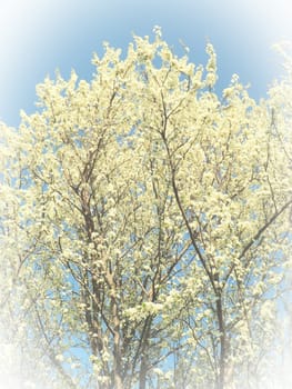 Blossoming of cherries, sweet cherries and bird cherry. Numerous beautiful fragrant white flowers on the tree. Spring flowers are collected in drooping brushes. Blurred foggy focus. White vignetting