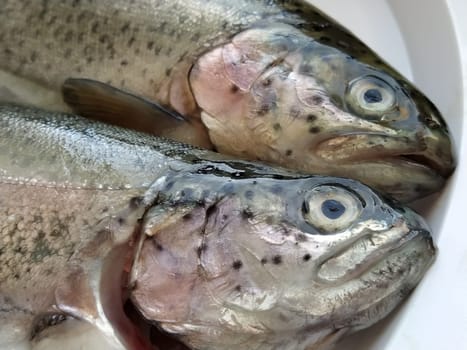 Two trout fish on a white plate. Fresh edible fish close-up. Shiny scales on the body, transparent eyes of the fish. High in omega-3 unsaturated fatty acids for a healthy diet. Mediterranean diet.