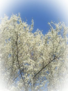 Blossoming of cherries, sweet cherries and bird cherry. Numerous beautiful fragrant white flowers on the tree. Spring flowers are collected in drooping brushes. Blurred foggy focus. White vignetting