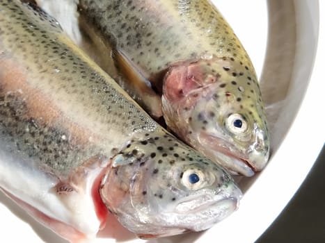 Two trout fish on a white plate. Fresh edible fish close-up. Shiny scales on the body, transparent eyes of the fish. High in omega-3 unsaturated fatty acids for a healthy diet. Mediterranean diet.