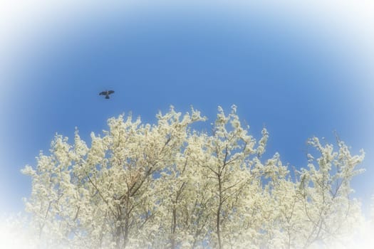Blossoming of cherries, sweet cherries and bird cherry. A black bird flies across the blue sky above numerous beautiful fragrant white flowers. Migratory birds. Blurred foggy focus. White vignette