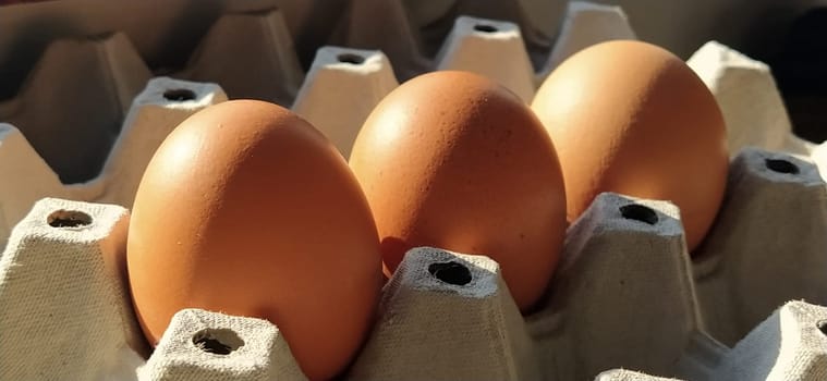 Chicken eggs in a carton. Beige eggs in a container when illuminated by spring sunlight. Ingredients. Agricultural products. Farm food. Proper protein nutrition. Recycled packaging. Demography concept