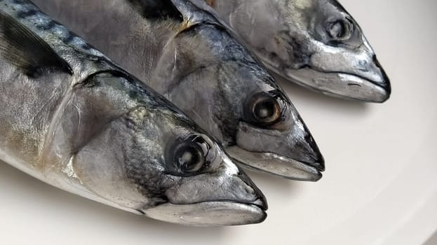 fresh fish with heads on a light background. Three fish were brought from the store and ready to be cut. Sea food.