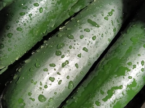 Wet Cucumbers. Thoroughly wash vegetables with water. Prevention of infectious diseases. Green vegetables close-up. Vegetarianism. Vitamins and minerals. Vegetable diet. Drops of water sparkle in sunlight.
