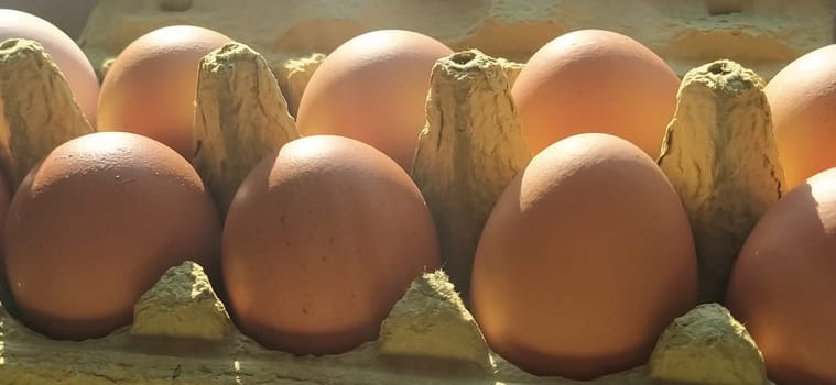 Chicken eggs in a carton. Beige eggs in a container when illuminated by spring sunlight. Ingredients. Agricultural products. Farm food. Proper protein nutrition. Recycled packaging. Demography concept