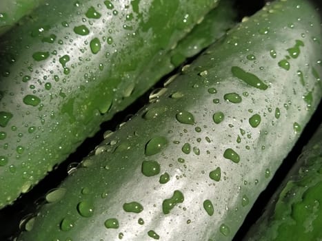 Wet Cucumbers. Thoroughly wash vegetables with water. Prevention of infectious diseases. Green vegetables close-up. Vegetarianism. Vitamins and minerals. Vegetable diet. Drops of water sparkle in sunlight.