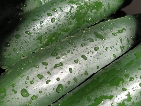 Wet Cucumbers. Thoroughly wash vegetables with water. Prevention of infectious diseases. Green vegetables close-up. Vegetarianism. Vitamins and minerals. Vegetable diet. Drops of water sparkle in sunlight.