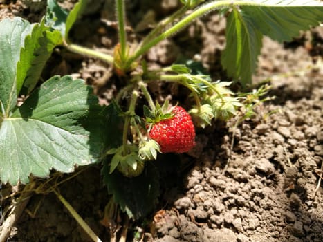 A bush of fresh red strawberries. Growing strawberries in a garden or farm. Natural product. The concept of healthy diet food. Protection of crops from pests