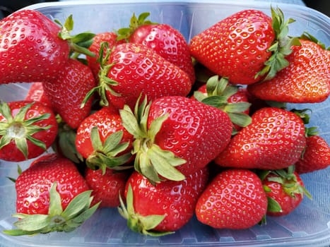 Fresh strawberries in a transparent plastic container. Beautiful red berries of garden strawberry.