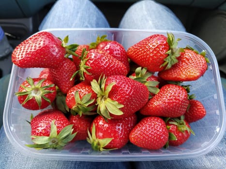 Fresh strawberries in a transparent plastic container. Beautiful red berries of garden strawberry.