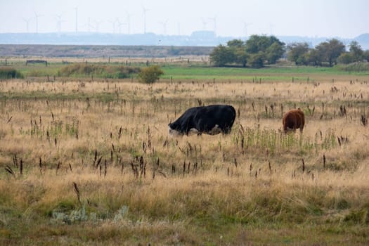 Black cow in a large green pasture
