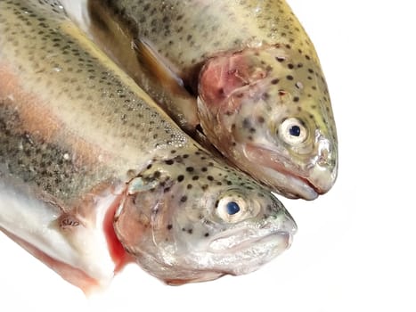 Trout fish, two pieces close up. Isolate.White background. Fresh fish for sale. Dietary protein product containing polyunsaturated fatty acids. Valuable breeds of fish. Fish heads with eyes and gills.