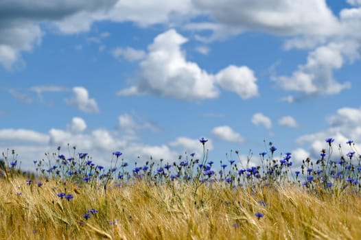 Lots of blue cornflowers in the cornfield,blue sky and white clouds