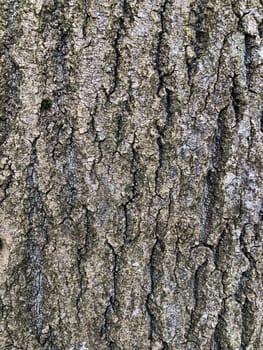 tough cracked relief tree bark, texture, abstract background