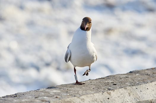 A seagull stands on a gray concrete parapet. High quality photo