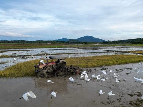 Seberang Perai, Penang, Malaysia - Oct 16 2022: Egret birds search food during farmer plough with tractor