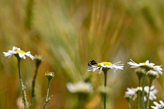 Two Red-necked Bucks (Stictoleptura rubra) mating, with lots of pollen on the body, on a white-yellow flower in nature