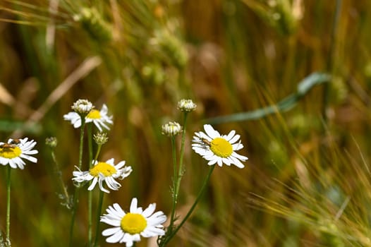 A red-necked beetle (Stictoleptura rubra) with lots of pollen on the body, on a white yellow flower in nature