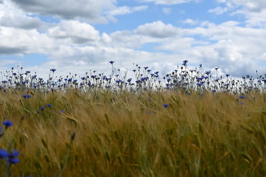 Lots of blue cornflowers in the cornfield,blue sky and white clouds