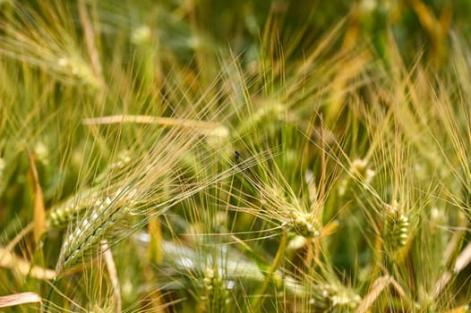Golden grain ears in a field before harvest