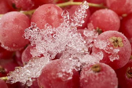 Background from frozen currants