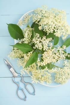 Elderflowers on a blue plate with scissors