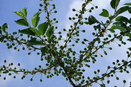 The branch of a cherry tree bulging filled with immature and green cherry fruits.