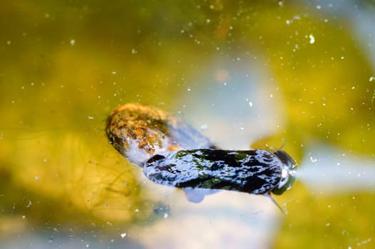The close-up of a water lung snail crawling underwater along the water surface.