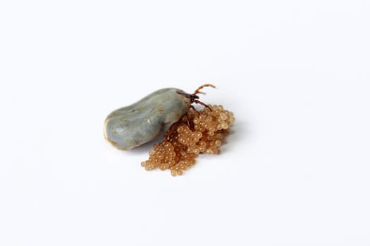 An egg-laying tick. A tick lays eggs