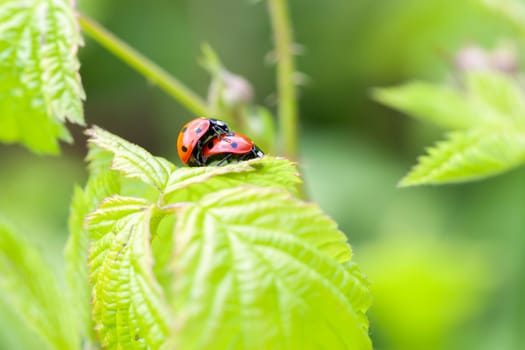 Ladybugs in mating in a macro-intake